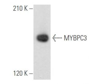 MYBPC3 Antibody (G-1) - Western Blotting - Image 355500 