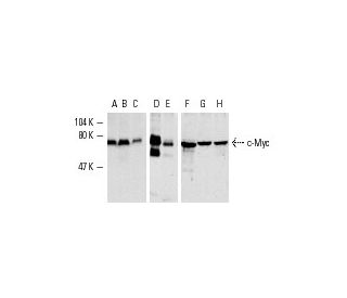 Myc Antibody (9E10) - Western Blotting - Image 1103