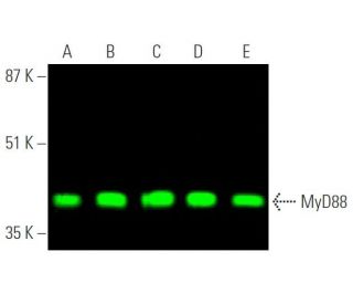 MyD88 Antibody (B-1) - Western Blotting - Image 374237 