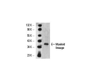 Myeloid lineage Antibody (OX82) - Western Blotting - Image 14603 