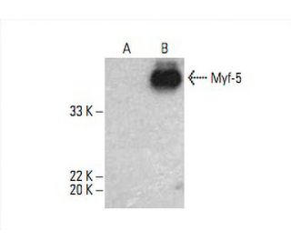 Myf-5 Antibody (B-10) - Western Blotting - Image 393016 