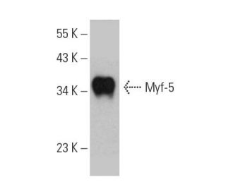 Myf-5 Antibody (B-2) - Western Blotting - Image 389109 