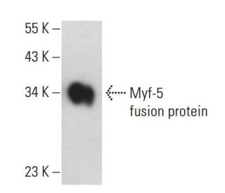 Myf-5 Antibody (C-11) - Western Blotting - Image 398501
