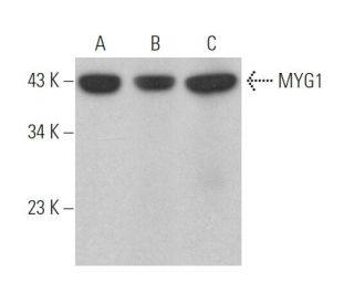 MYG1 Antibody (F-5) - Western Blotting - Image 372059 