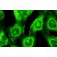 MYH10 Antibody (3H2) - Immunofluorescence - Image 12191
