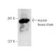 MYH10 Antibody (3H2) - Western Blotting - Image 10833 