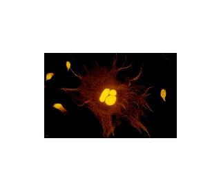 MYH11 Antibody (G-4) - Immunofluorescence - Image 5423 