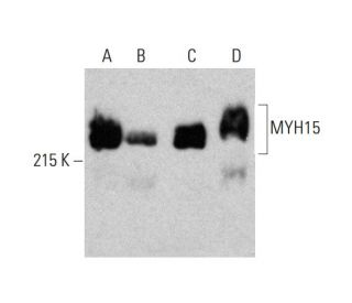 MYH15 Antibody (C-8) - Western Blotting - Image 386859 