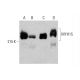 MYH15 Antibody (C-8) - Western Blotting - Image 386859 