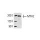 Myosin-2/MYH2 Antibody (N2.261) - Western Blotting - Image 14122