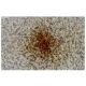 MYL1 Antibody (L-13) - Immunohistochemistry - Image 35978