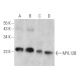 MYL12B Antibody (29) - Western Blotting - Image 358447 