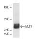 MYL3 Antibody (MLM520) - Western Blotting - Image 10831