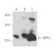 MYL3 Antibody (MLM544) - Western Blotting - Image 15576