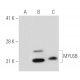 MYL6B Antibody (YY-06) - Western Blotting - Image 21013