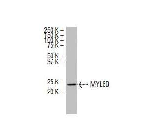 MYL6B Antibody (YY-06) - Western Blotting - Image 34320 