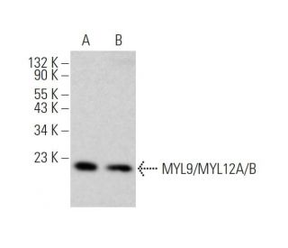 MYL9/MYL12A/B Antibody (E-4) - Western Blotting - Image 354901Each CRISPR/Cas9 Knockout (KO) Plasmid product consists of a pool of 3 plasmids designed to ensure identification and cleavage of a specific gene for maximum knockout efficiency. Each plasmid encodes a unique 20 nt sequence derived from the GeCKO (v2) library.