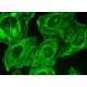 MYLK Antibody (A-10) - Immunofluorescence - Image 370980 
