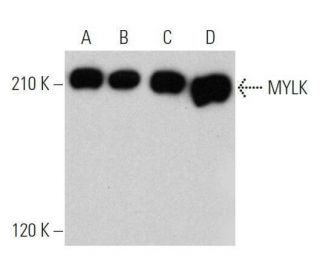 MYLK Antibody (A-10) - Western Blotting - Image 356226 