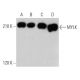 MYLK Antibody (A-10) - Western Blotting - Image 356226 