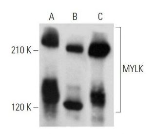 MYLK Antibody (A-8) - Western Blotting - Image 358547 