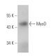 MyoD Antibody (4H207) - Western Blotting - Image 360363