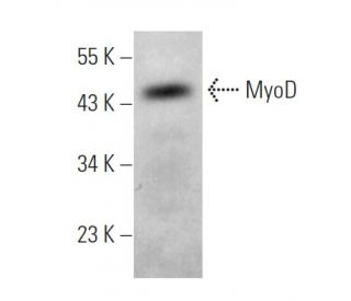 MyoD Antibody (4H207) - Western Blotting - Image 374635 