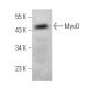 MyoD Antibody (4H207) - Western Blotting - Image 374635 