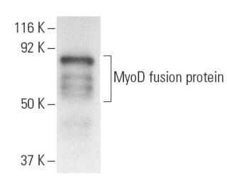 MyoD Antibody (5.8A) - Western Blotting - Image 9954 