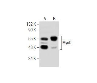 MyoD Antibody (E-1) - Western Blotting - Image 281887 