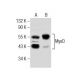 MyoD Antibody (E-1) - Western Blotting - Image 281887 