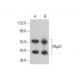 MyoD Antibody (E-1) - Western Blotting - Image 353195 