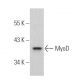 MyoD Antibody (E-1) - Western Blotting - Image 360365