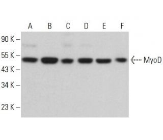 MyoD Antibody (G-1) - Western Blotting - Image 380062 