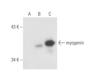 myogenin Antibody (D-10) - Western Blotting - Image 57691 