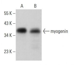 myogenin Antibody (F5D) - Western Blotting - Image 381956 