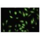 myomegalin Antibody (S-17) - Immunofluorescence - Image 35730 