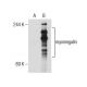 myomegalin Antibody (S-17) - Western Blotting - Image 155499