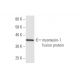 myomesin-1 Antibody (4F5) - Western Blotting - Image 348975