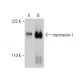 myomesin-1 Antibody (4F5) - Western Blotting - Image 384285 