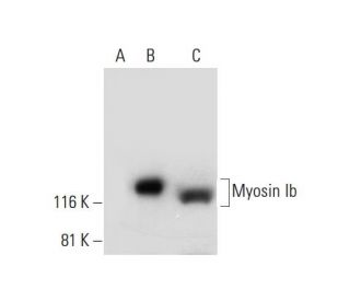 Myosin Ib Antibody (F-8) - Western Blotting - Image 291999