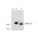 Myosin Ib Antibody (F-8) - Western Blotting - Image 291999