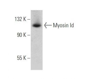 Myosin Id Antibody (H-1) - Western Blotting - Image 366678