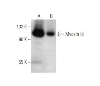 Myosin Id Antibody (H-1) - Western Blotting - Image 344732