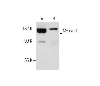 Myosin If Antibody (B-5) - Western Blotting - Image 158981 