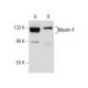 Myosin If Antibody (B-5) - Western Blotting - Image 158981 