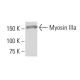 Myosin IIIa Antibody (RR-8) - Western Blotting - Image 34321