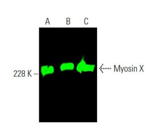 Myosin X Antibody (C-1) - Western Blotting - Image 385412