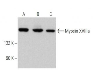 Myosin XVIIIa Antibody (H-10) - Western Blotting - Image 369794 