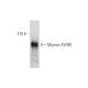 Myosin XVIIIB Antibody (D-11) - Western Blotting - Image 333711